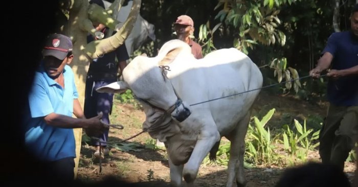 Manega Kerinci - Makna Ibadah Qurban dalam Kehidupan Sosial Masyarakat