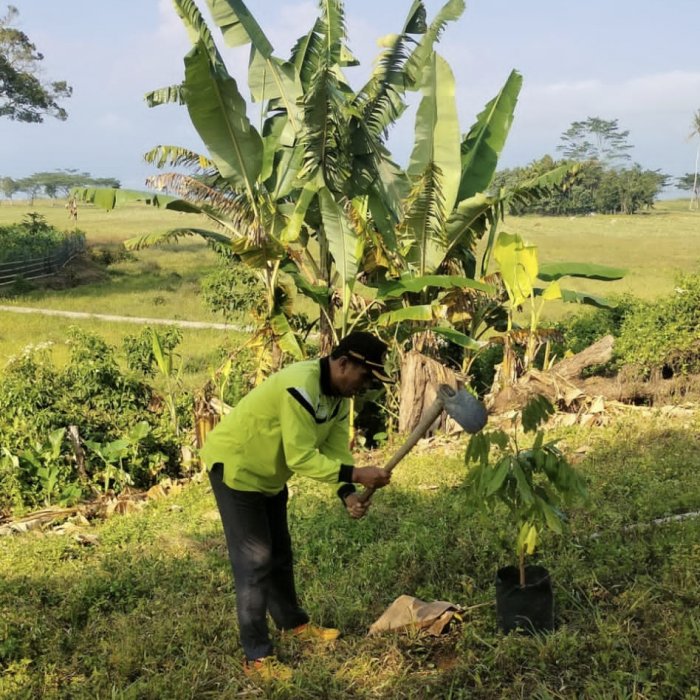 MAN 3 Kerinci Tanam Pohon Buah untuk Kebersamaan