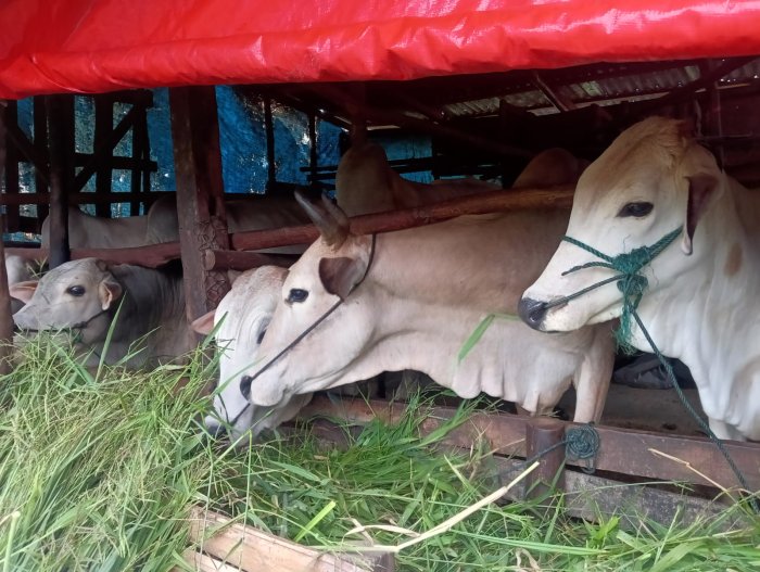 Panduan Memilih Sapi Kurban Berkualitas Menurut Ahli